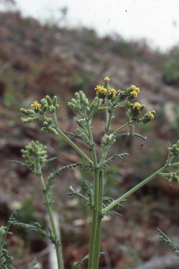 Senecio dei boschi 30