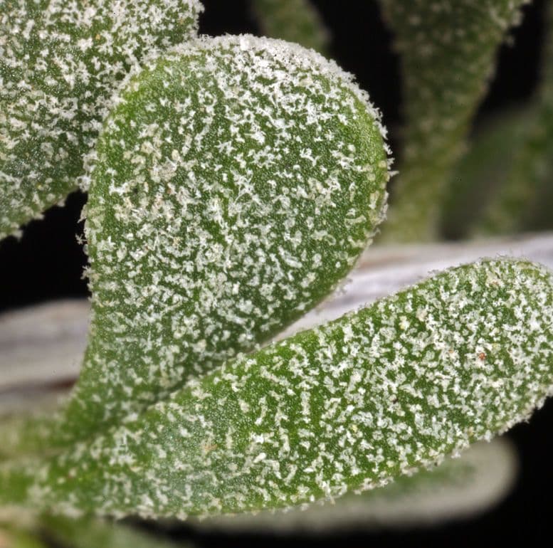 Grayia spinosa 18