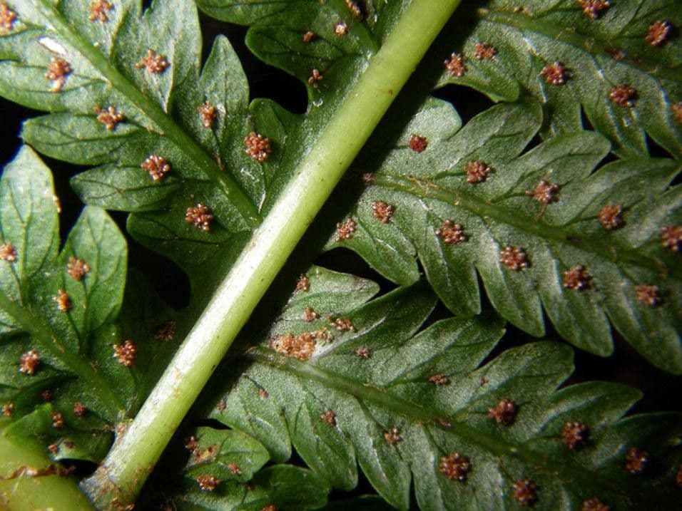 Stigmatopteris