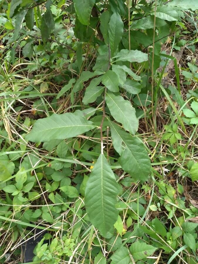 Sideroxylon 7