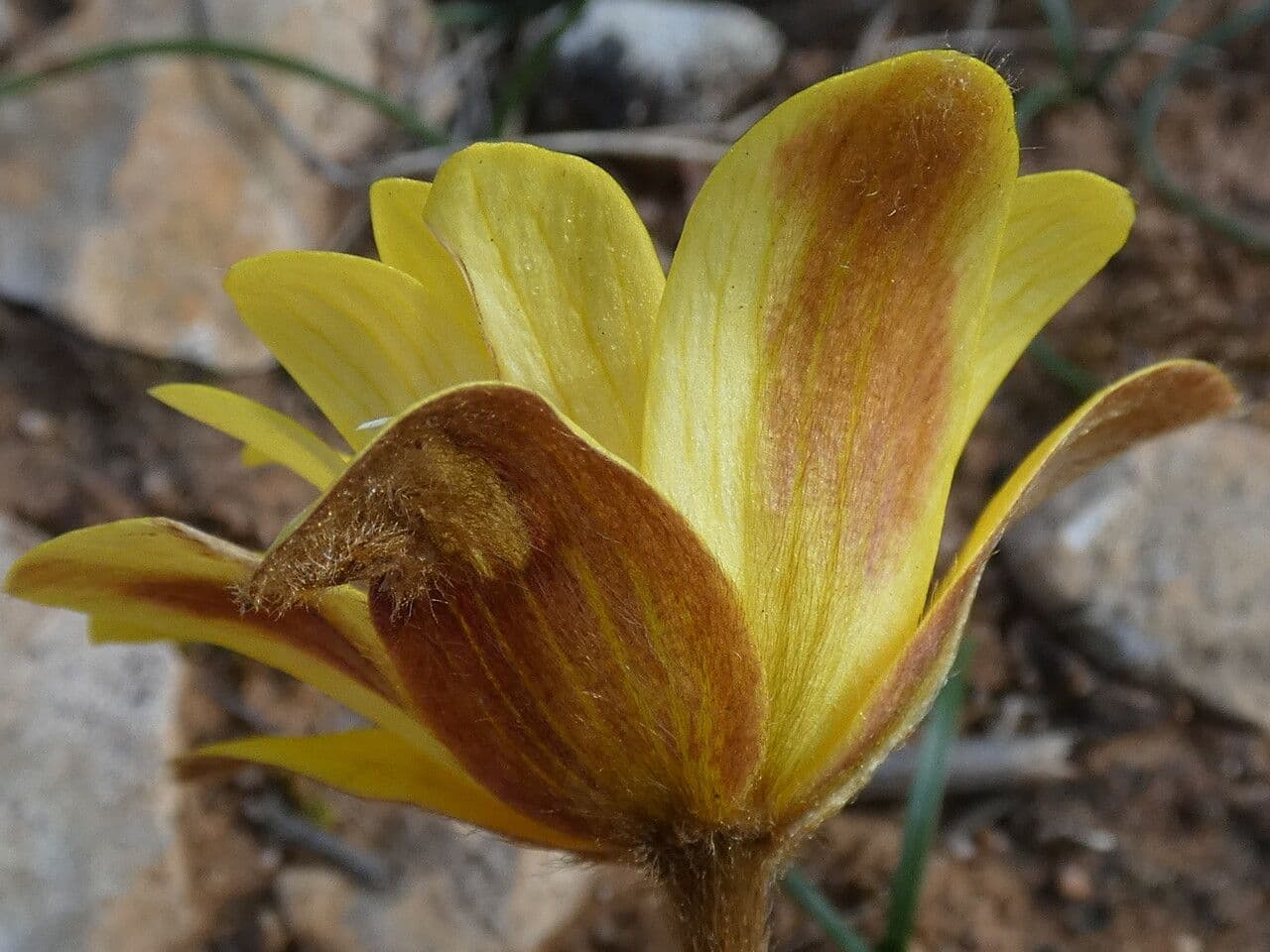 Anemone palmata 7