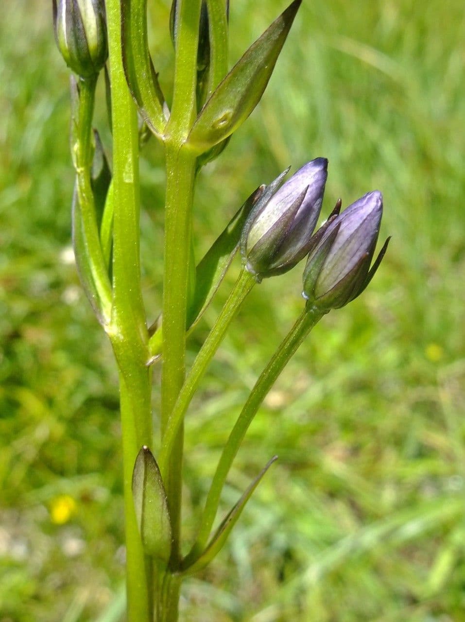 Suertia 23