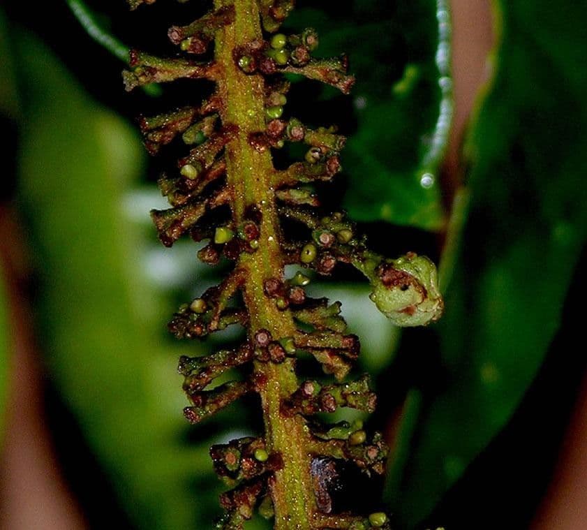 Spachea 3