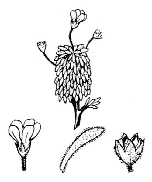 Androsace cilindrica 11