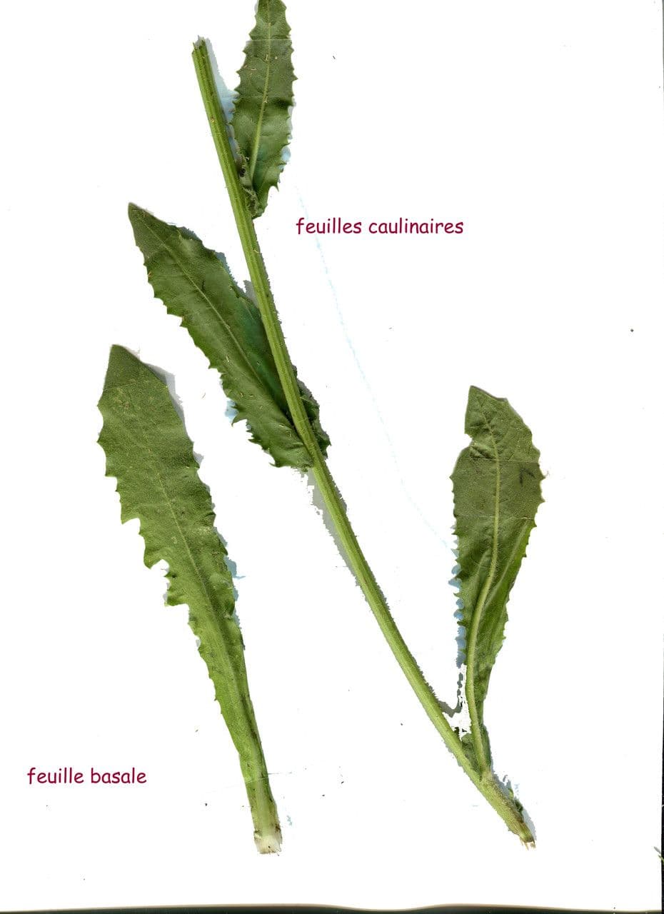 Crepis conyzifolia 27