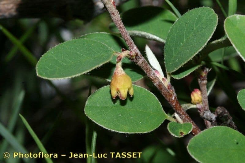 Cotoneaster 4