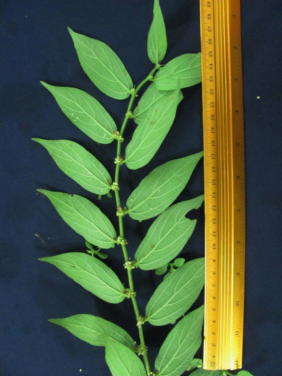Pouzolzia 11