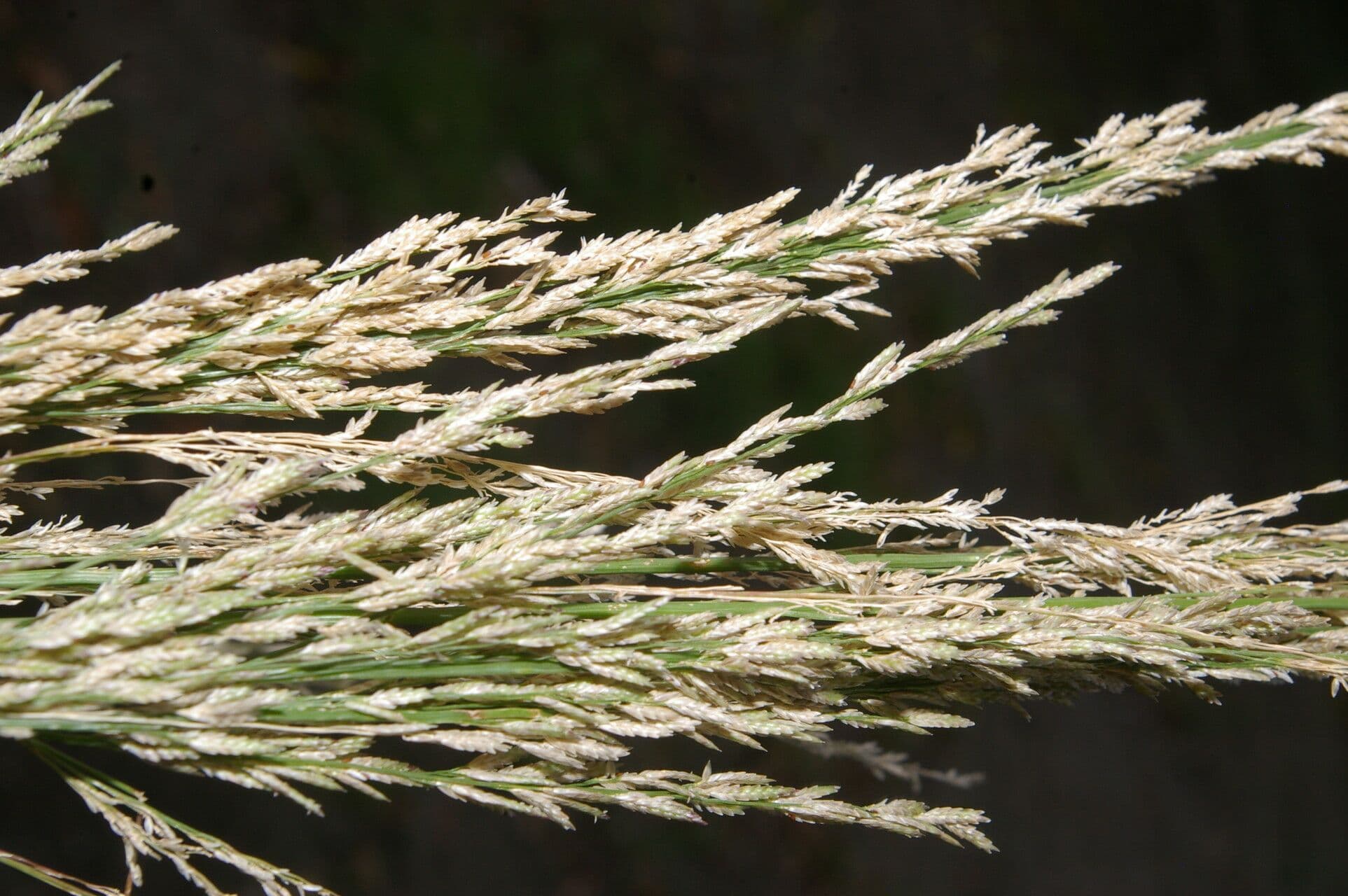 Eragrostis prolifera 6