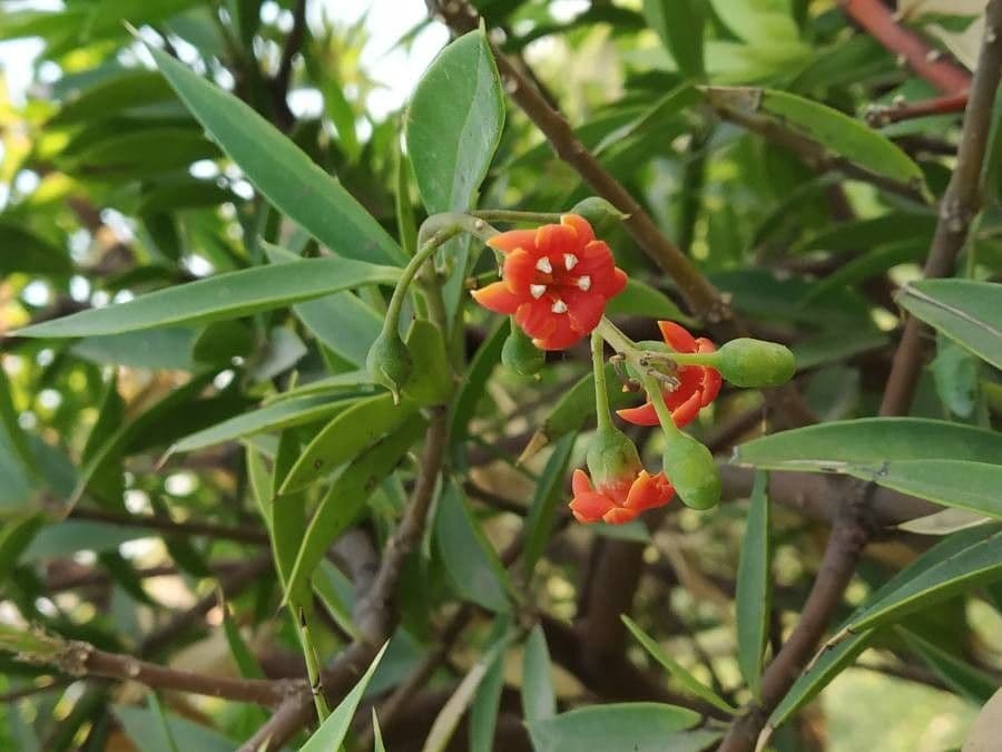 Bonellia macrocarpa 5