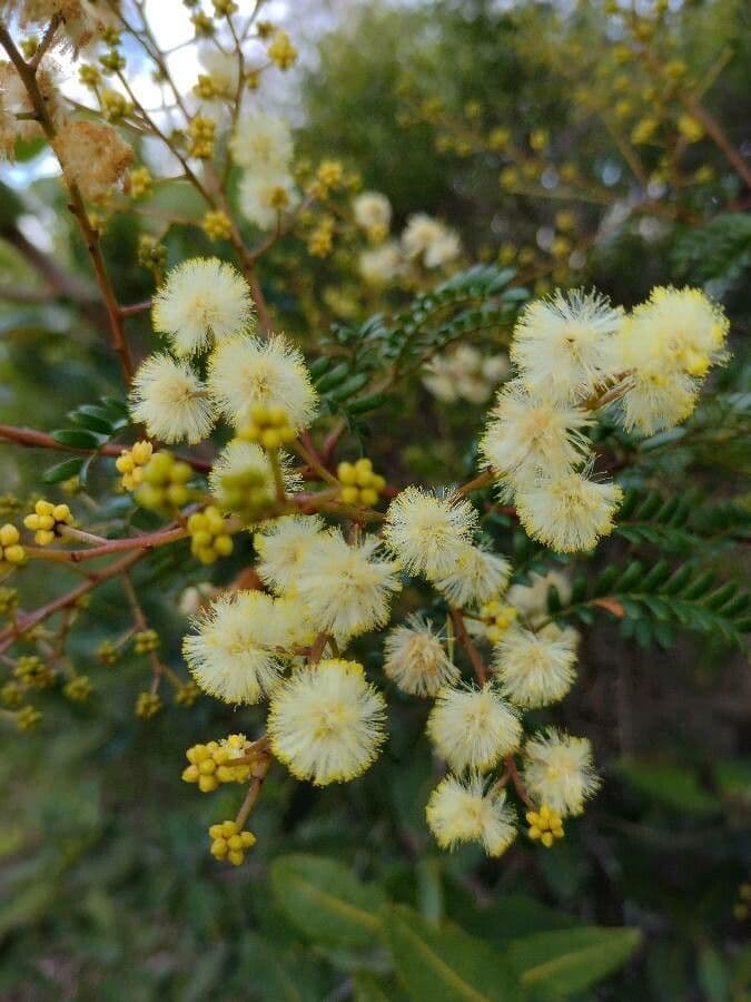 Acacia terminalis 5