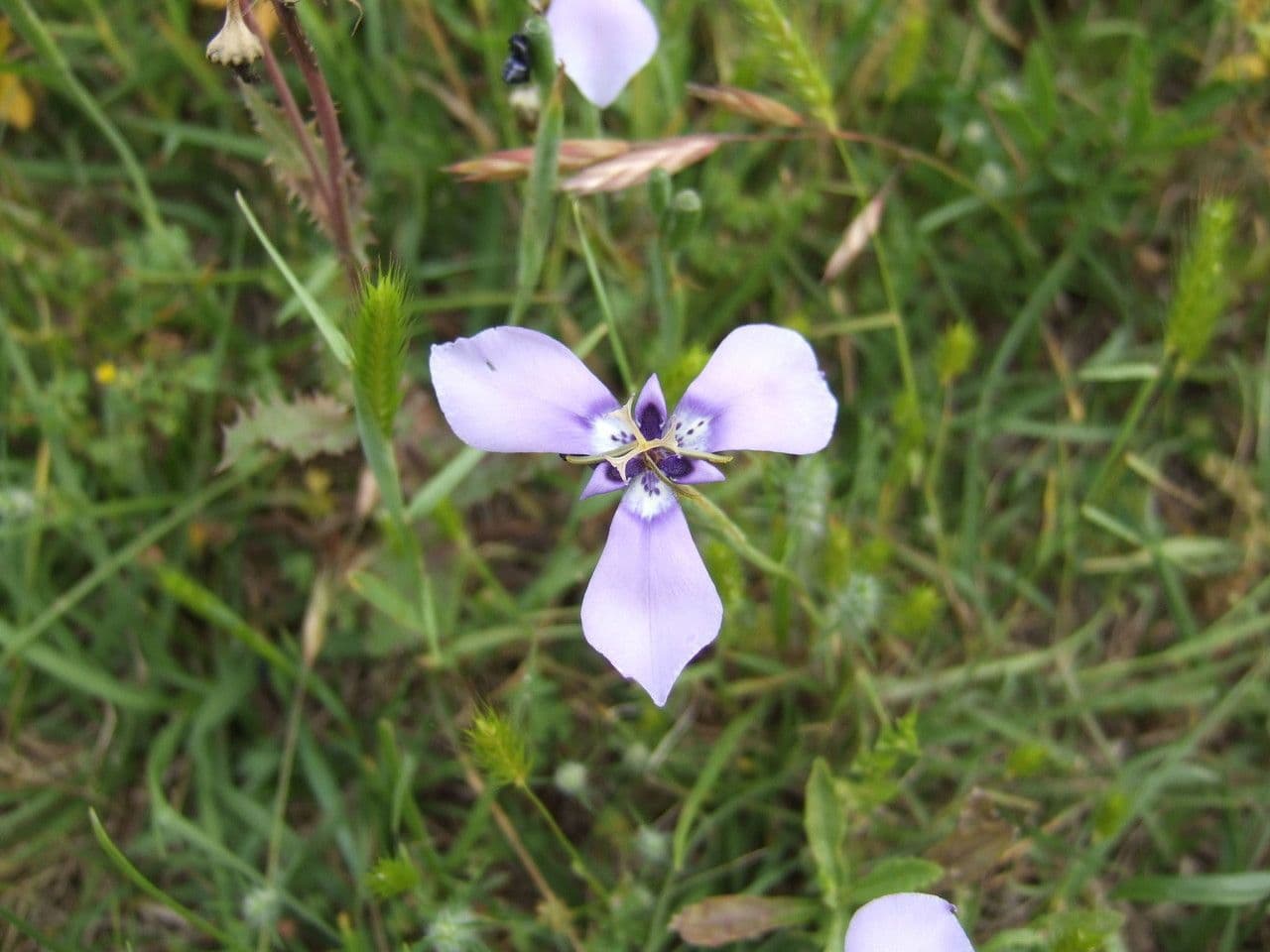 Herbertia lahue 8