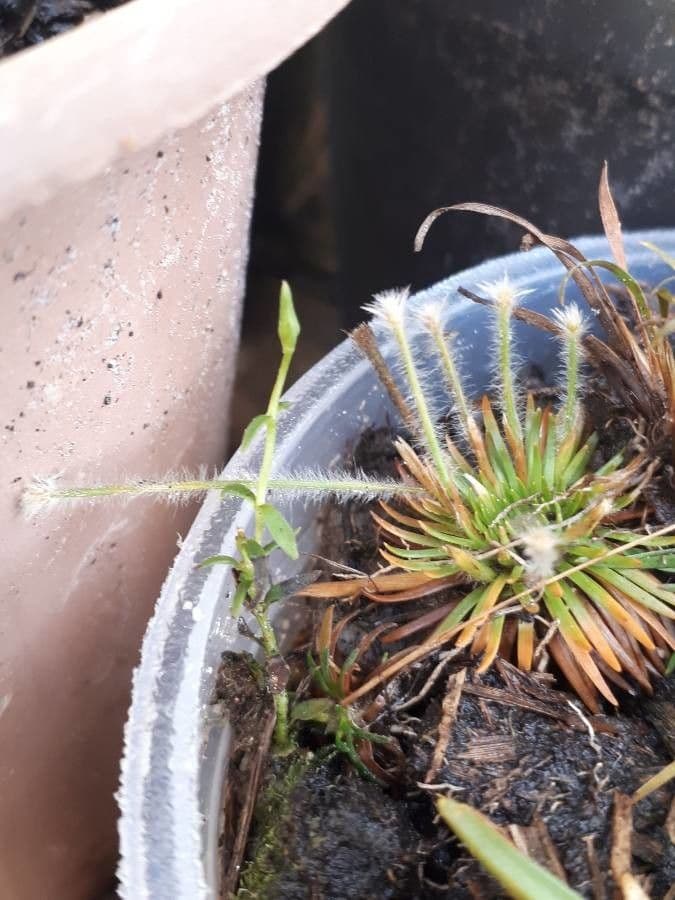 Curtia tenuifolia 7