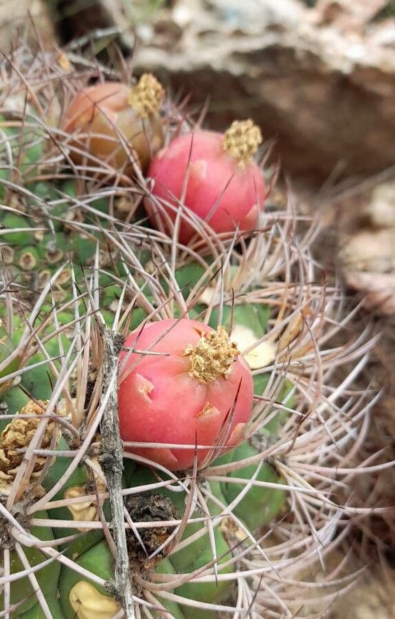 Cactus 2