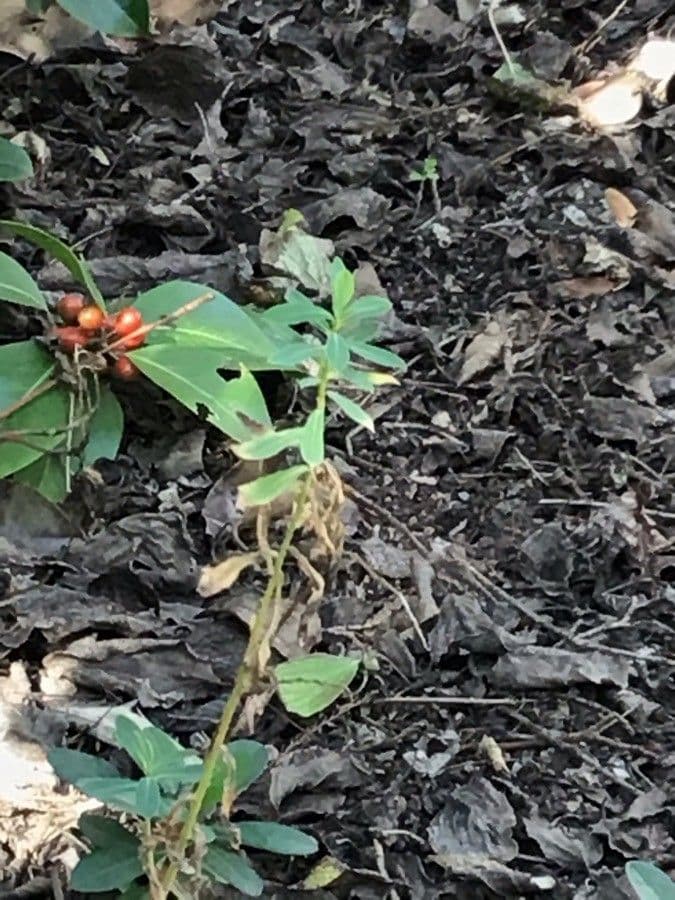 Euphorbe paniculée