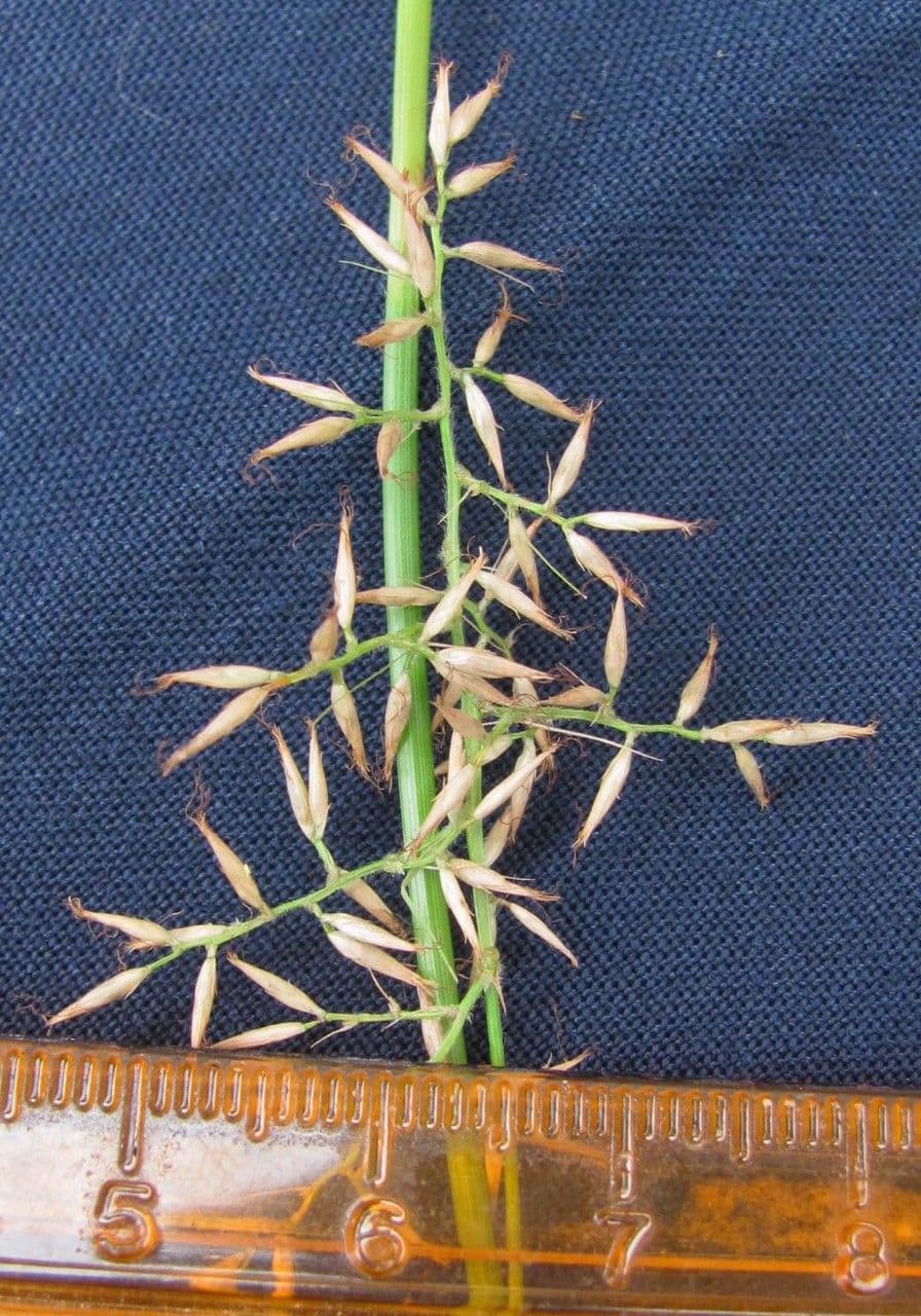 Rhynchospora 8