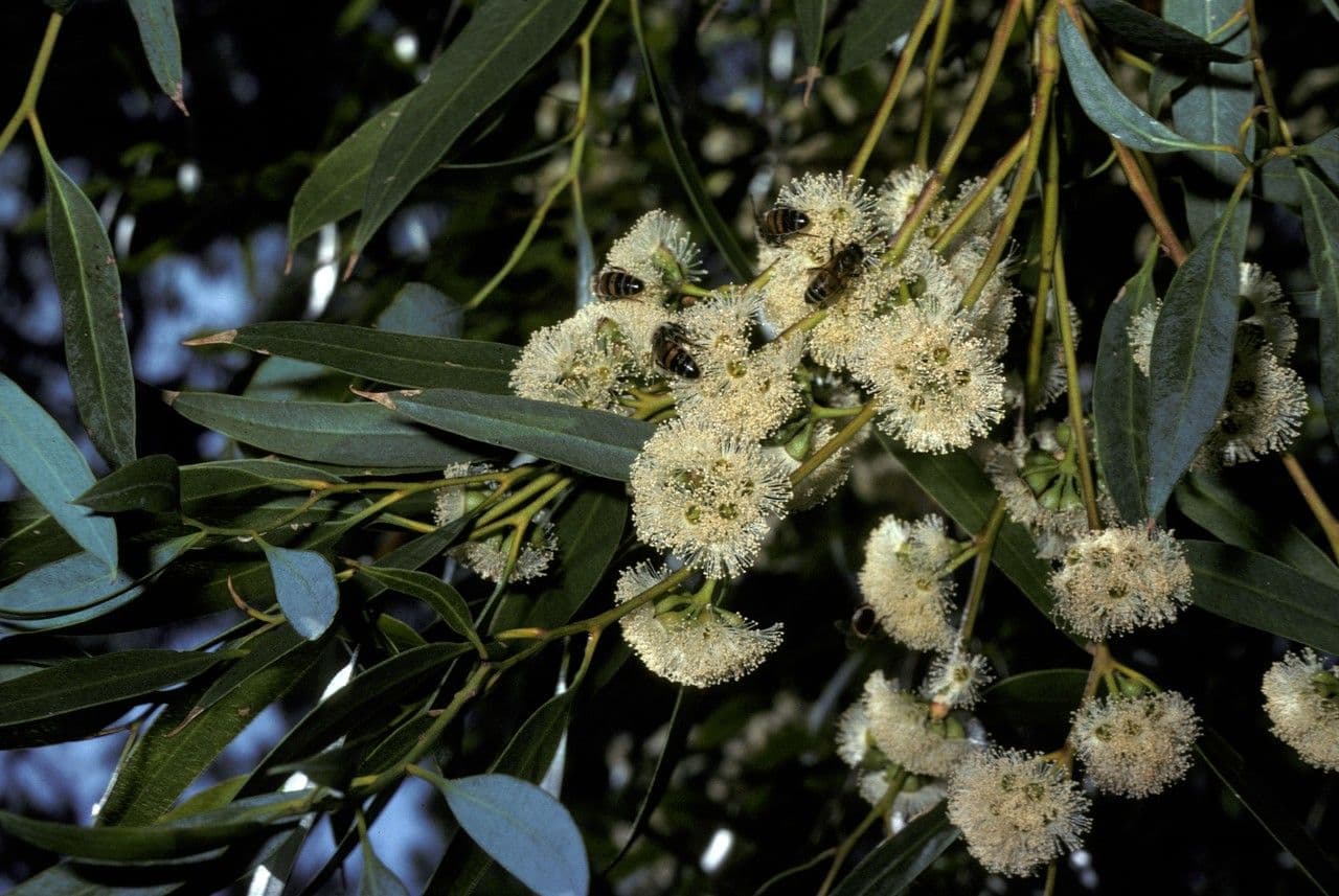 Schlanke Eukalyptus