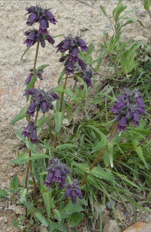 Penstemon 10