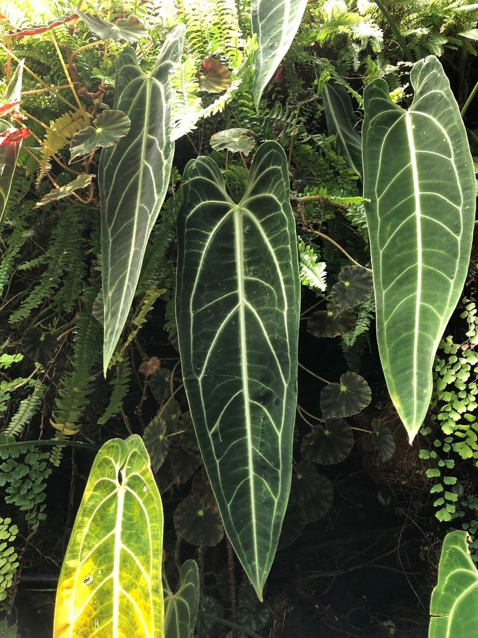 Anturio 4