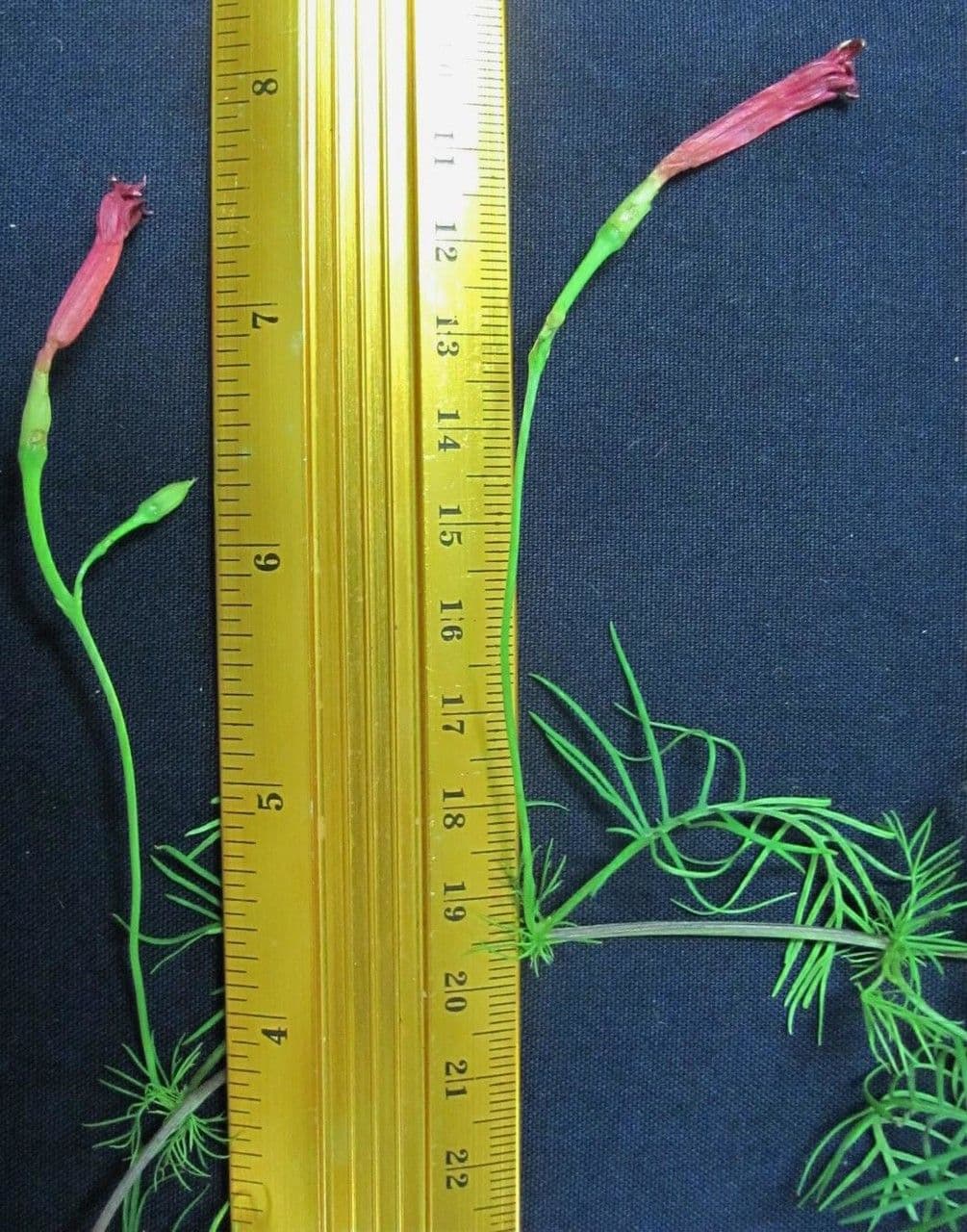 Ipomoea quamoclit 25