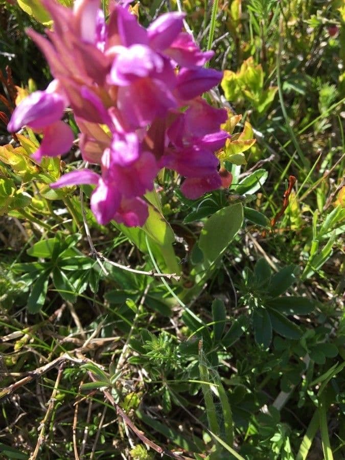 Orchidea sambucina 19