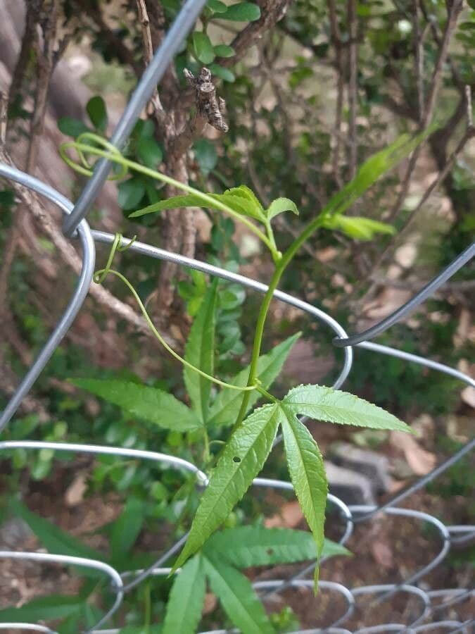 Passiflora tripartita 21