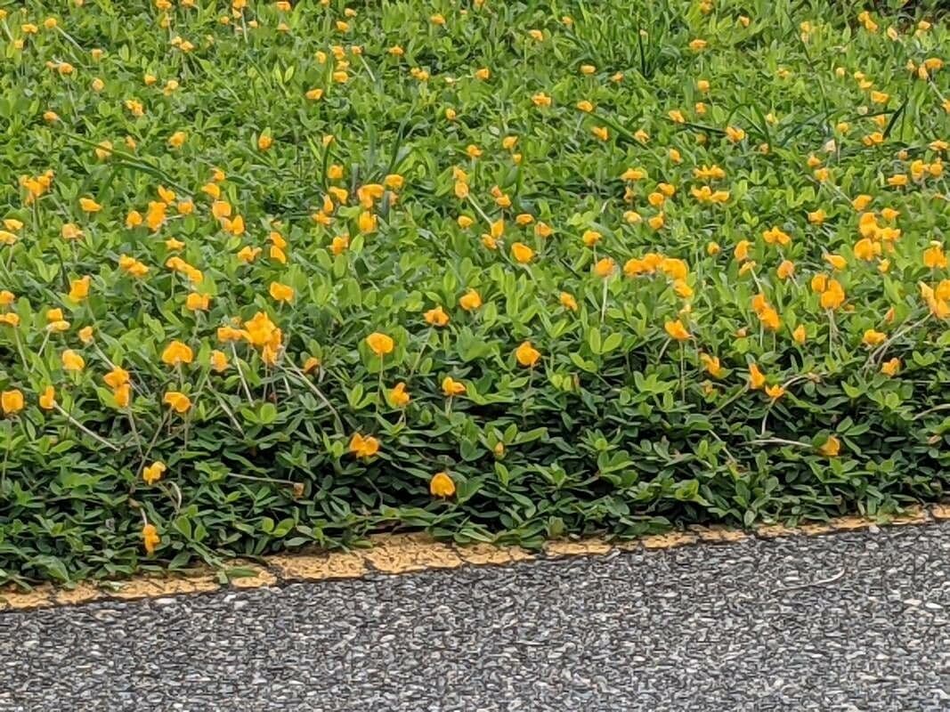 Arachis glabrata 3
