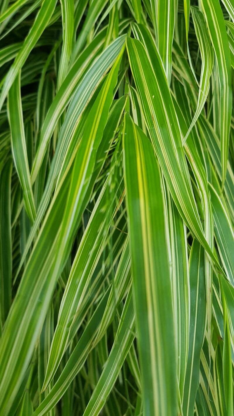 Erba del Giappone