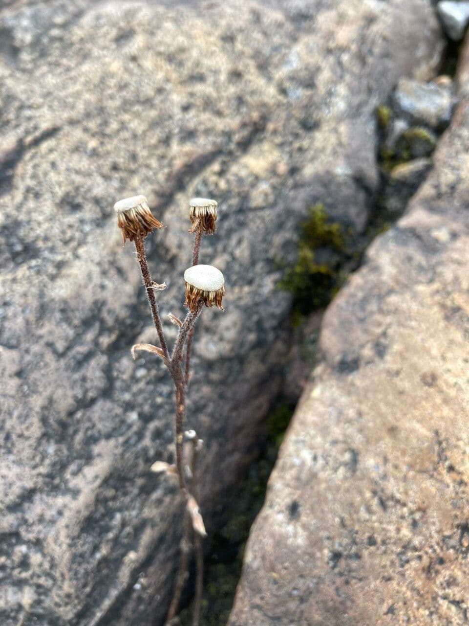 Erigeron