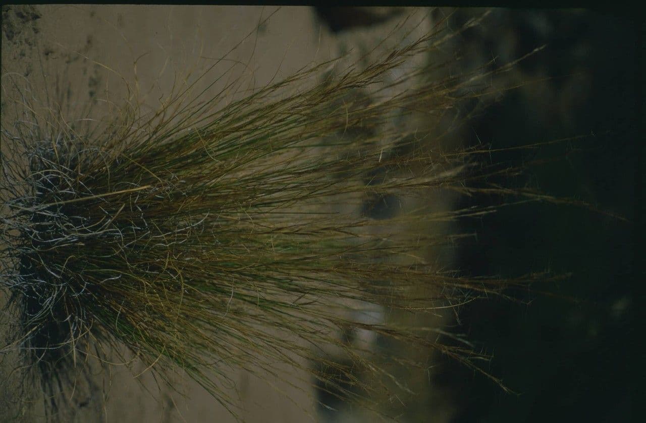 Aristida purpurea 2