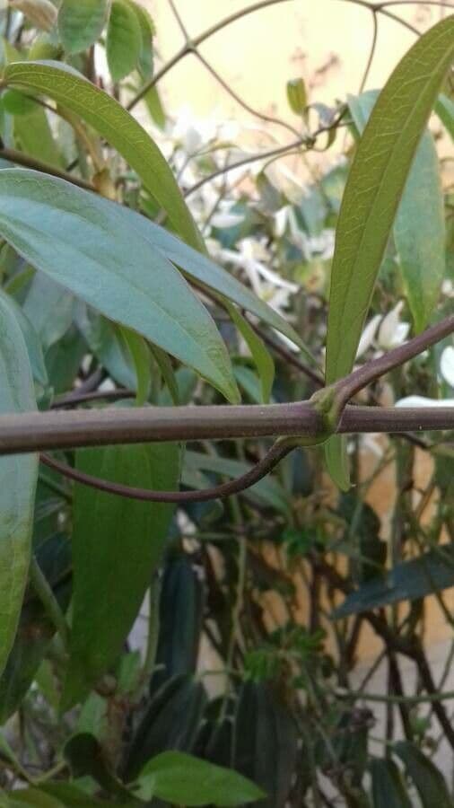 Clematis di Armand 22