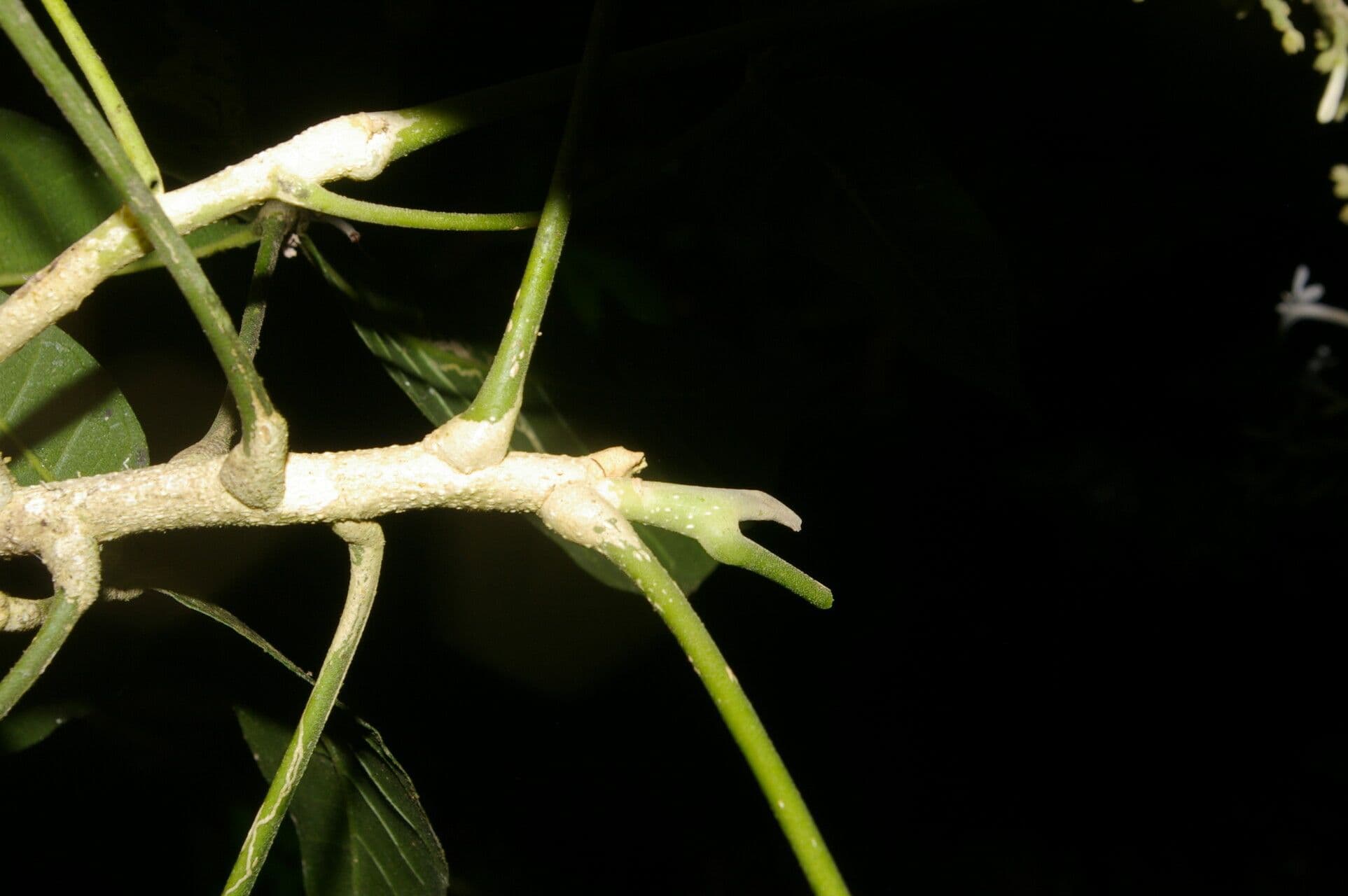 Angostura 16