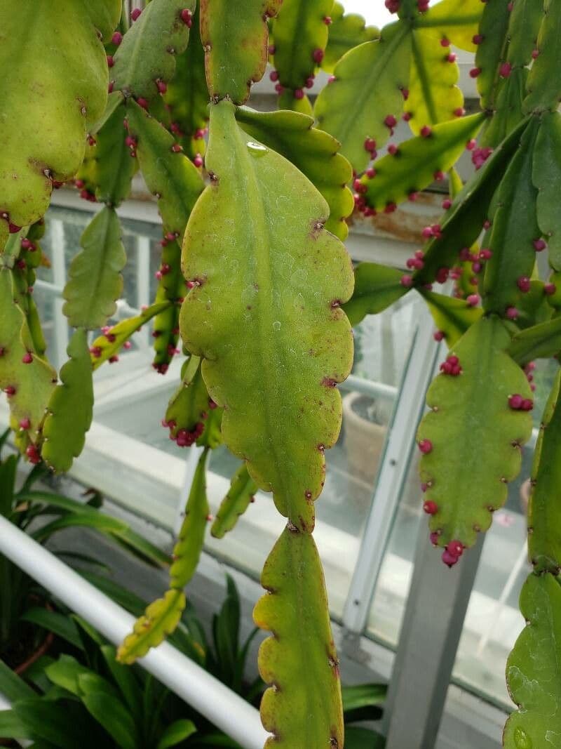 Rhipsalis 4