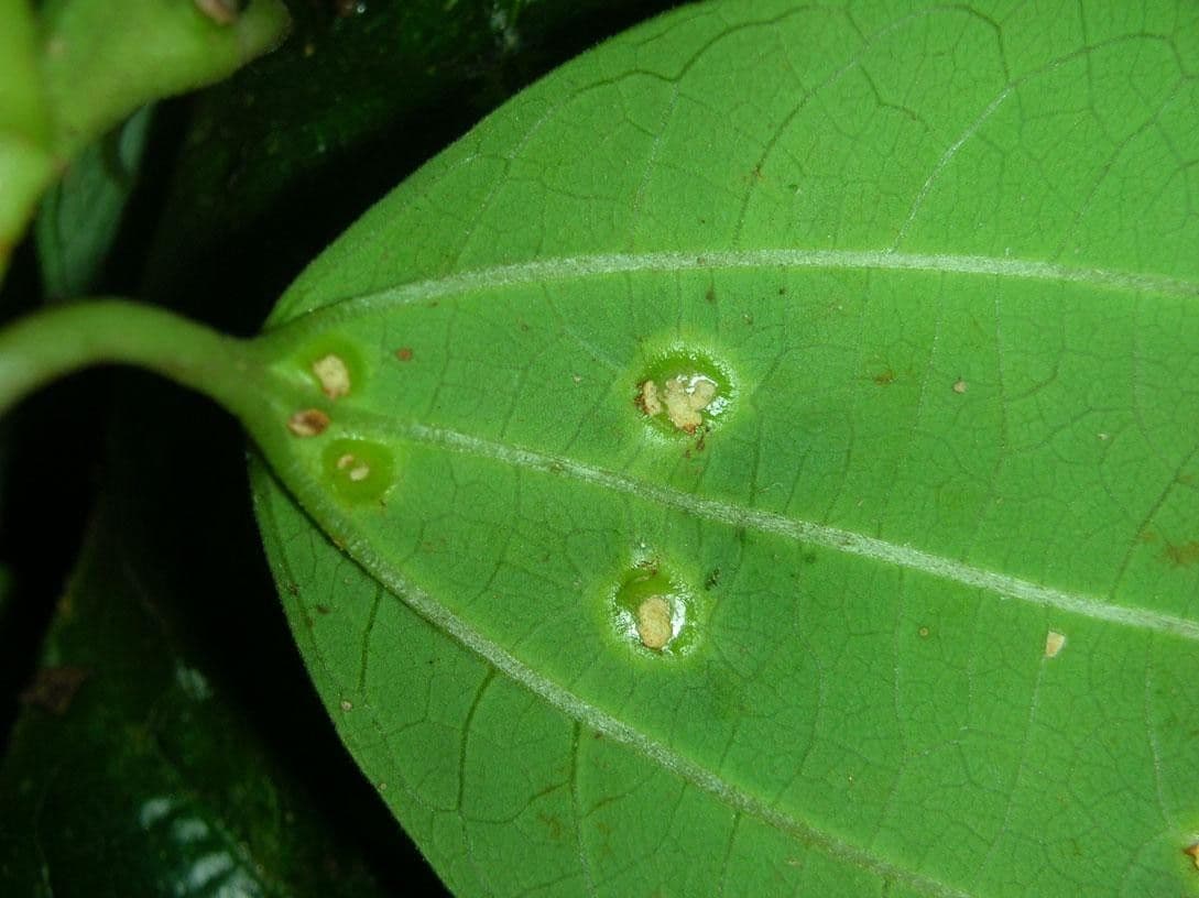 Passiflora 9