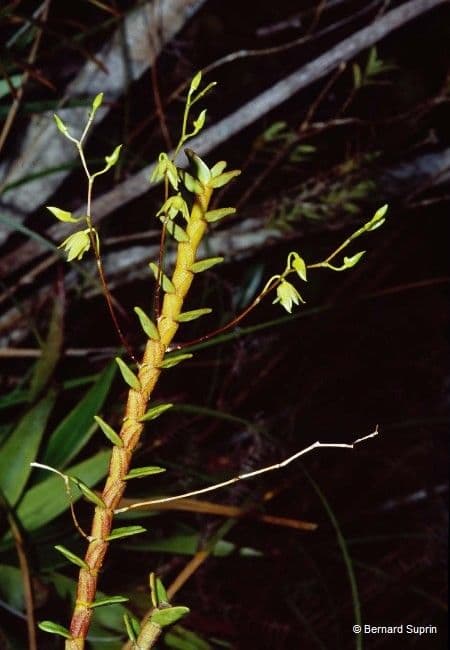 Dendrobium 11