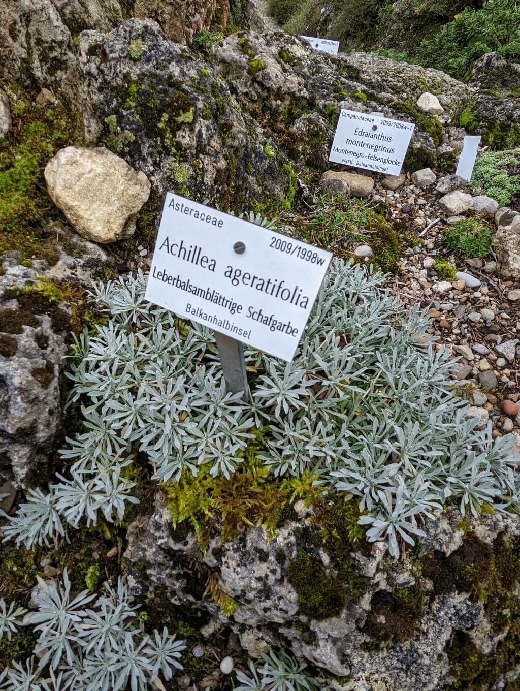 Achillea 7