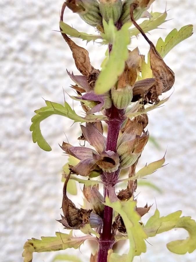 Dracocéphale de Moldavie 2