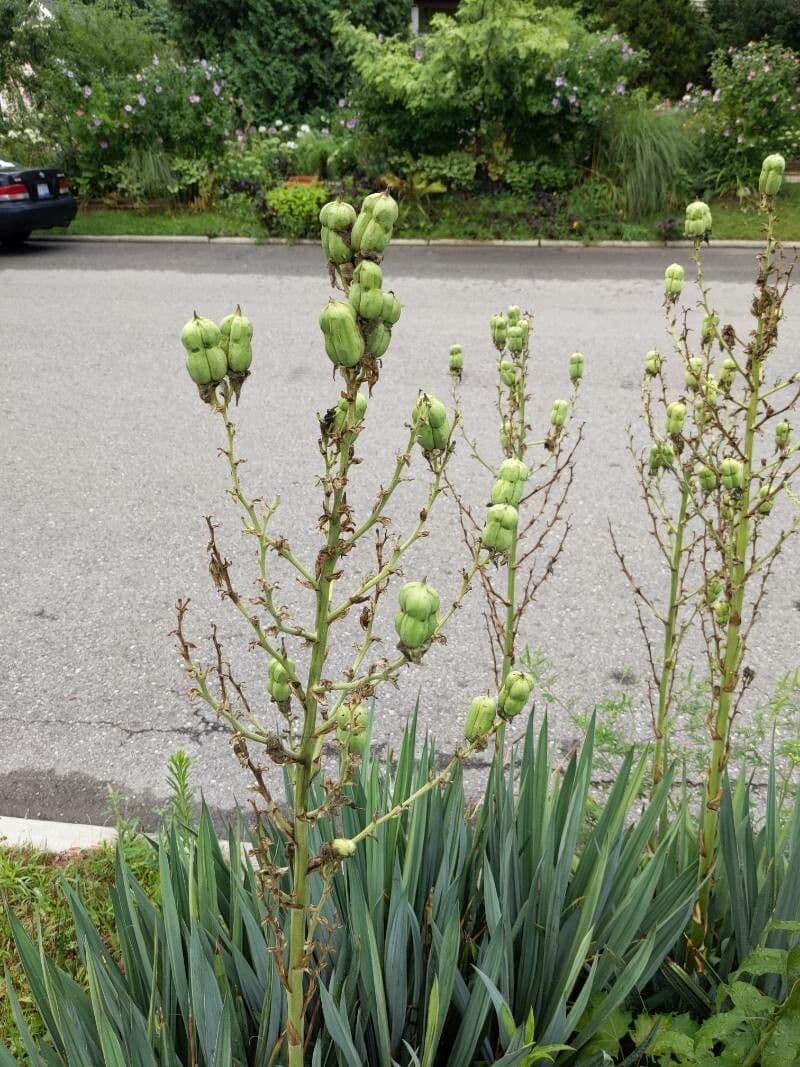 Arkansas-Yucca 8