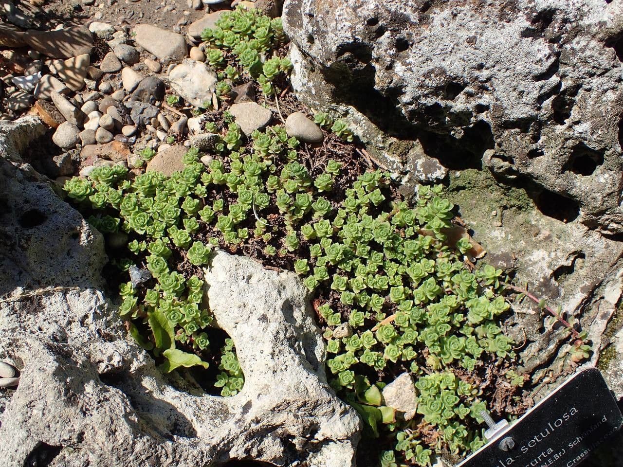 Borstenblättrige Dickblatt 4
