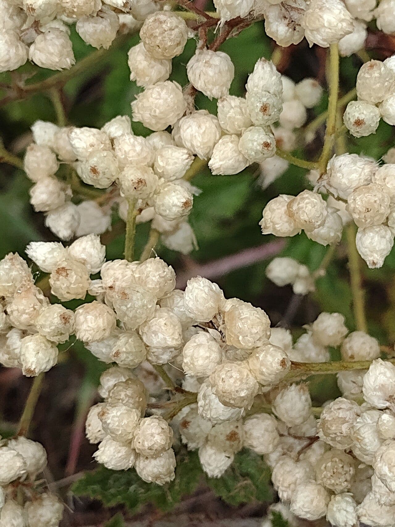 Gnaphalium californiano 2