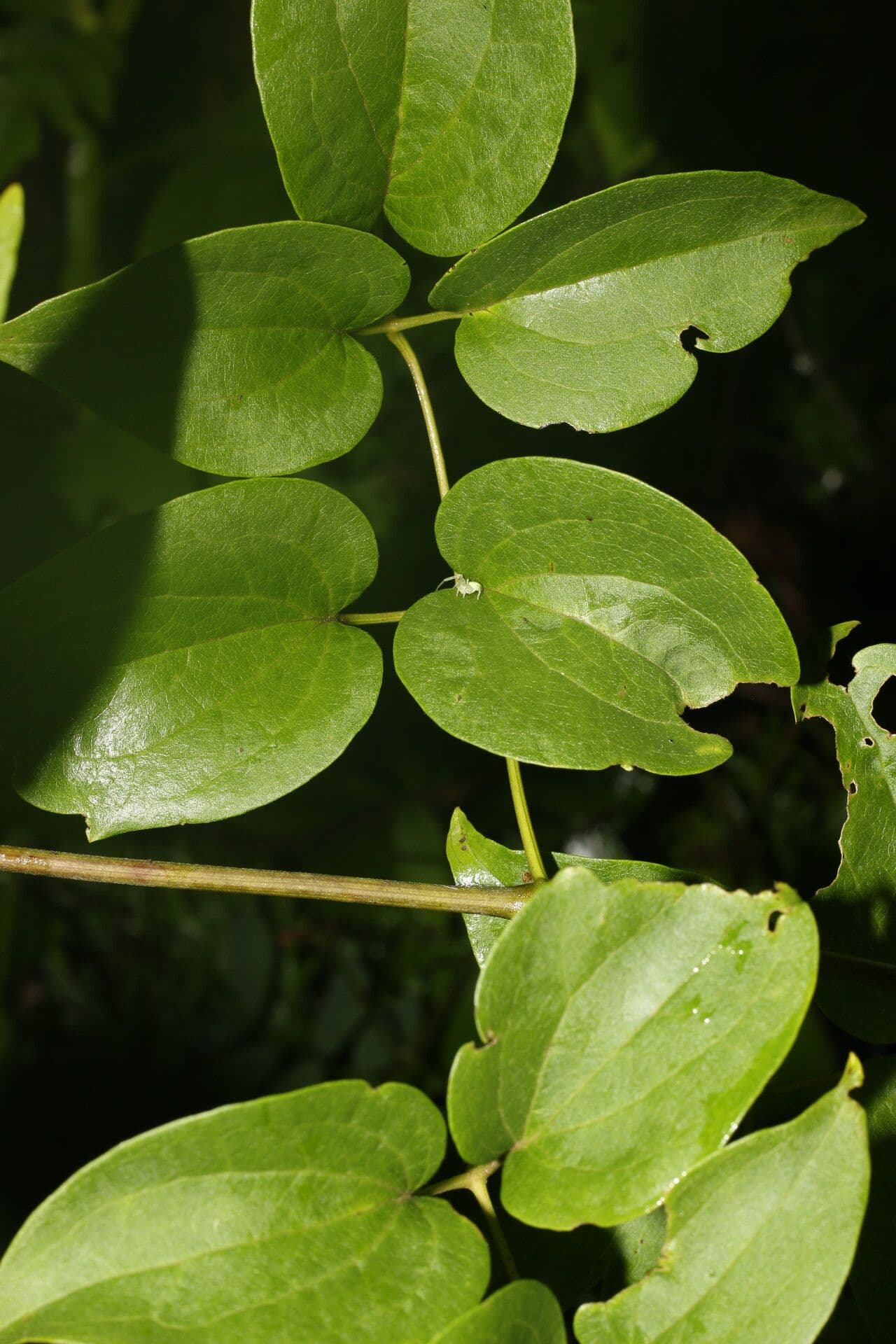 Clematis dioica 5