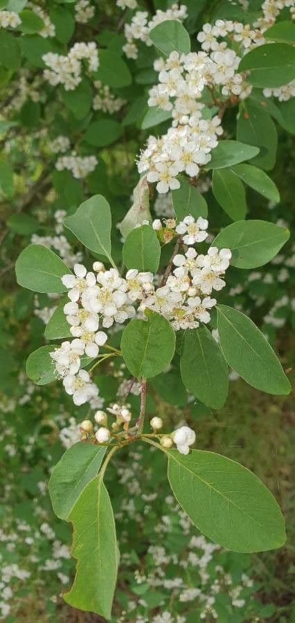 Cotoneaster 6