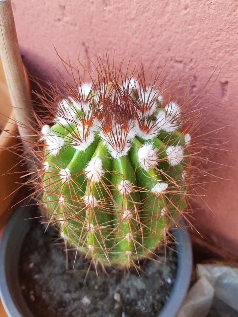 Coleocephalocereus