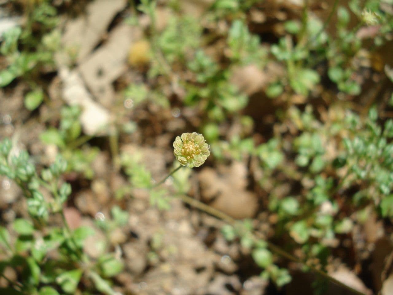 Cotula australis 12
