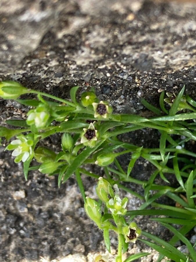 Sagina maxima