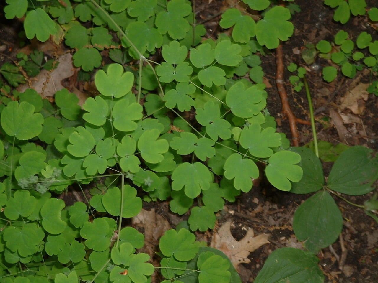 Caulophyllum 14