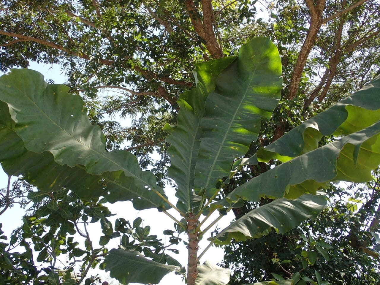Anthocleista 2