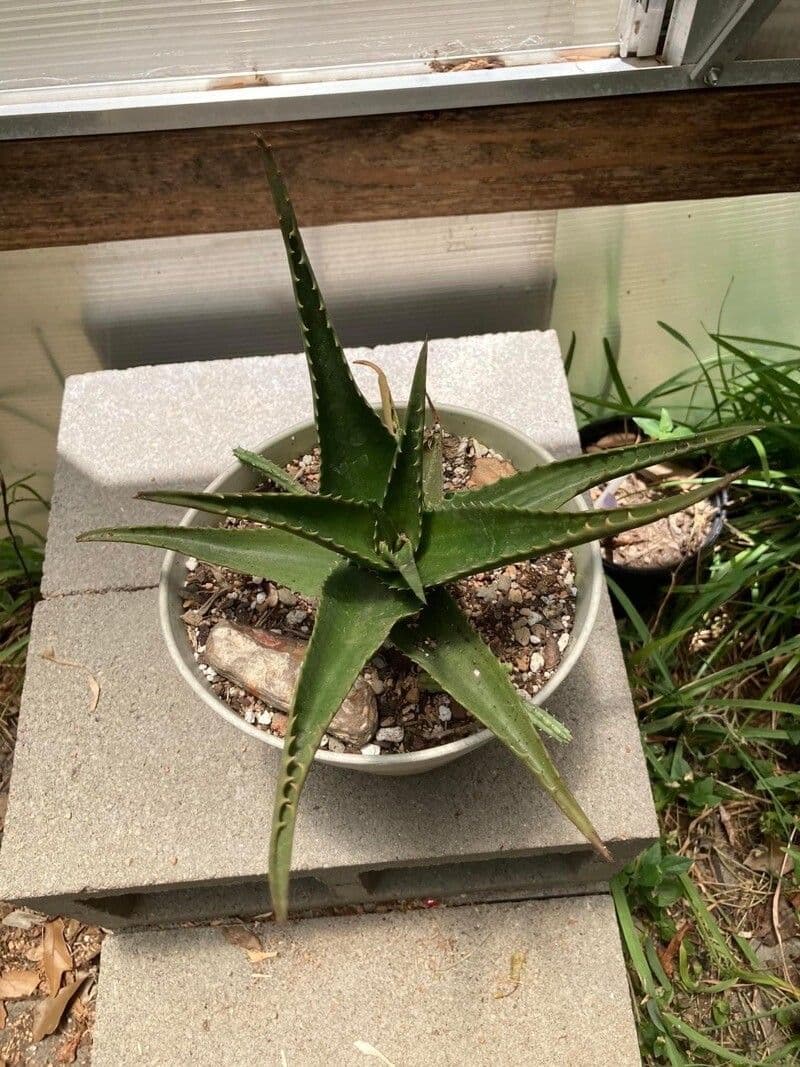 Aloe