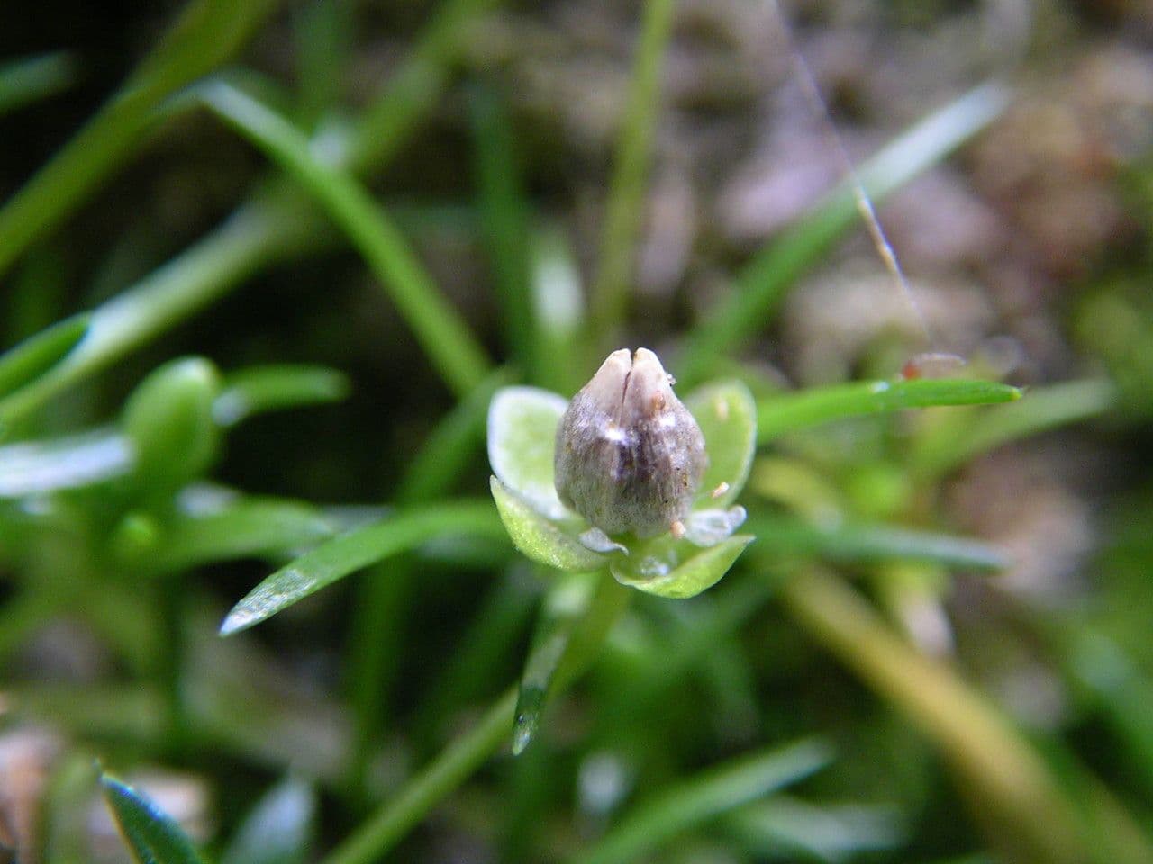 Sagina sdraiata 3