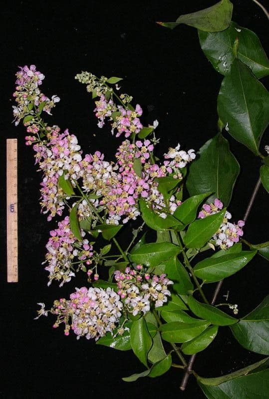 Ayahuasca 22