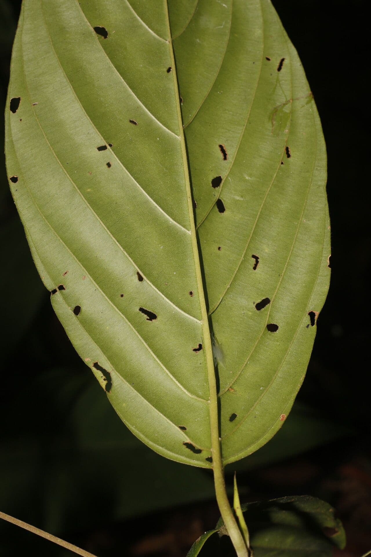 Amaioua 2